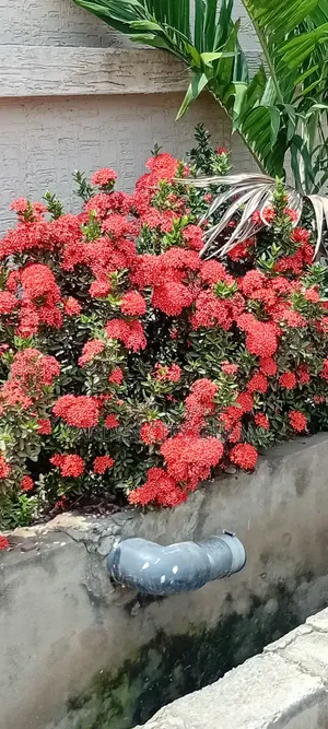 Flowers and Flower Pot