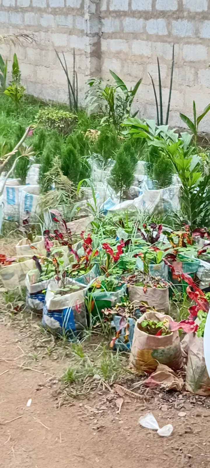 Flowers and Flower Pot