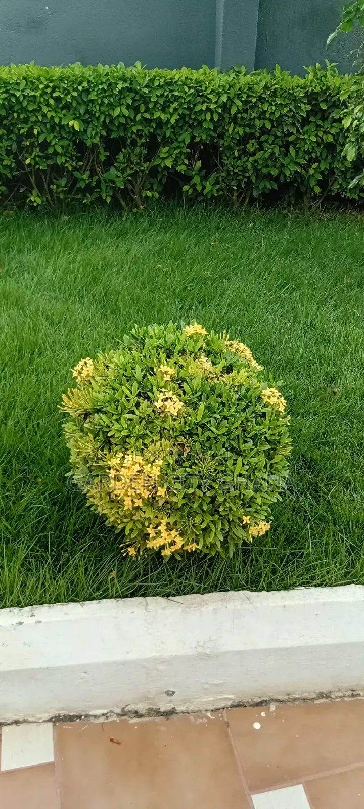 Flowers and Flower Pot