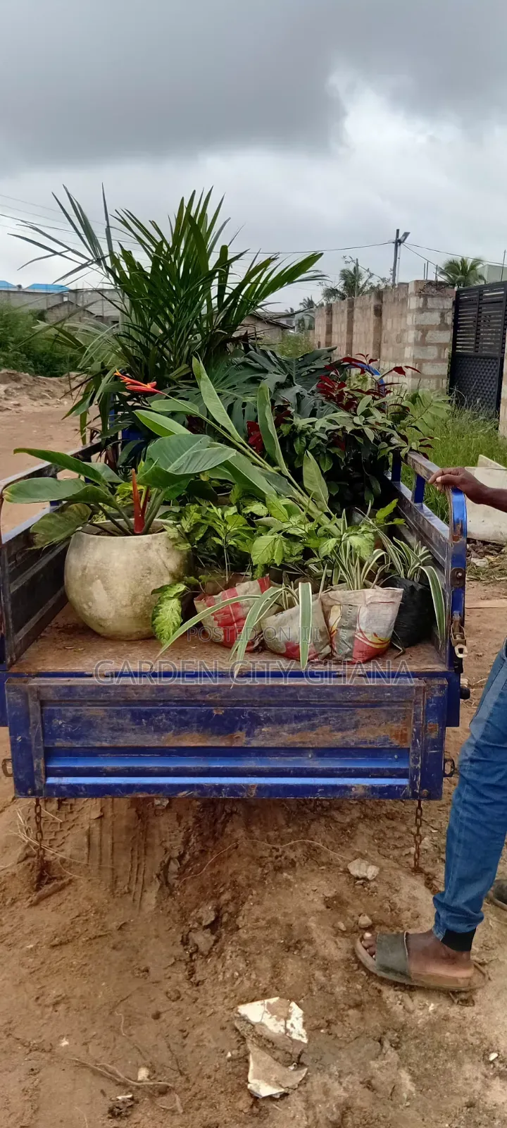Flowers and Flower Pot