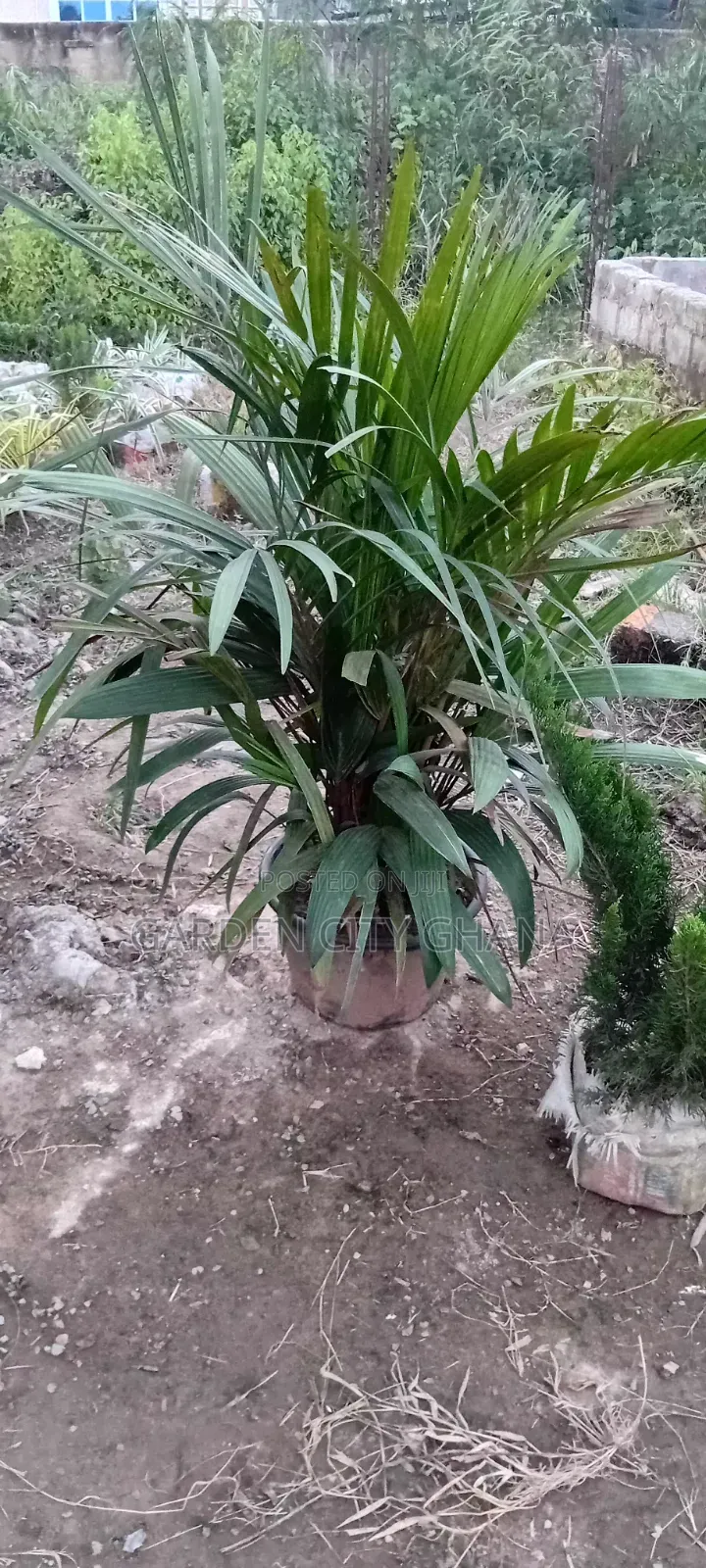 Flowers and Flower Pot