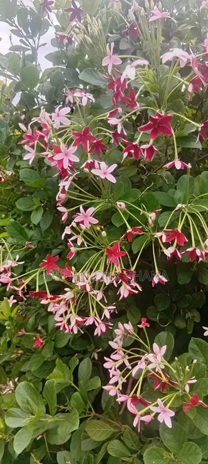 Garden Cityservices
