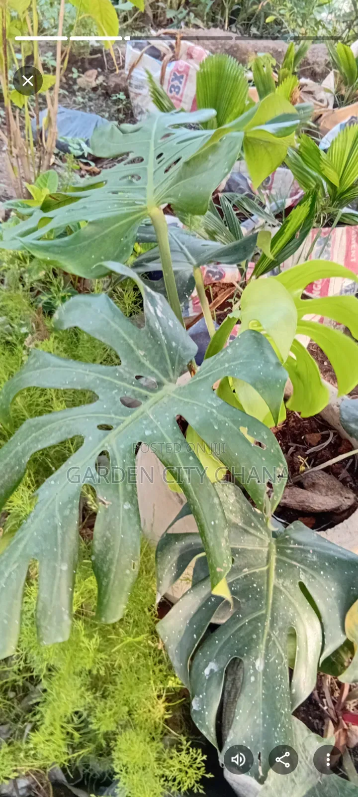 Garden Cityservices