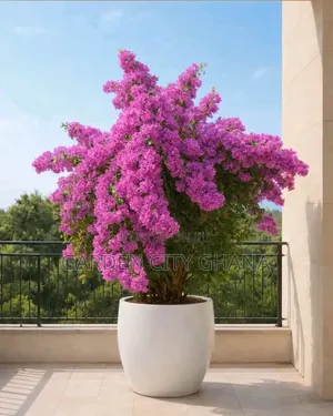 Garden Cityservices