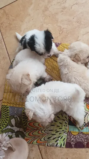 1-3 months Male Purebred Maltese