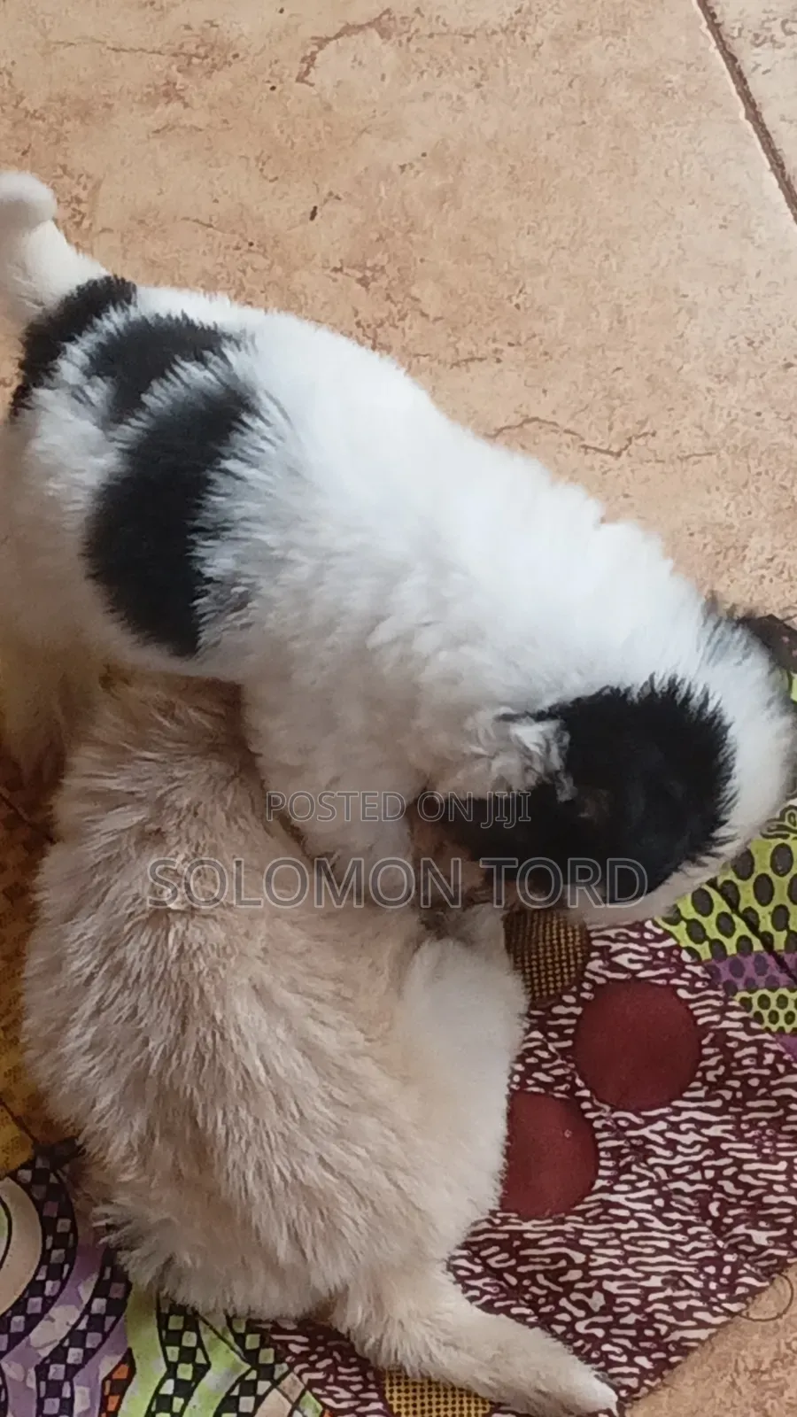 1-3 months Male Purebred Maltese