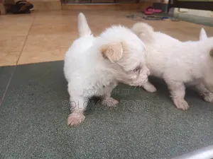 1-3 months Male Purebred Maltese