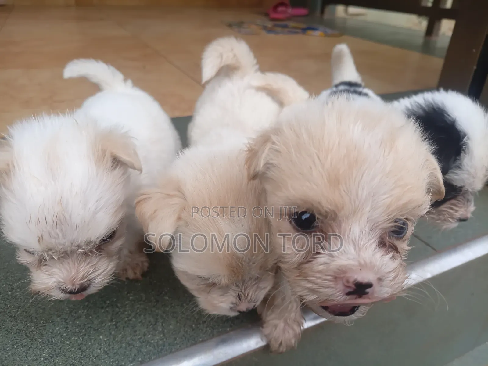 1-3 months Male Purebred Maltese
