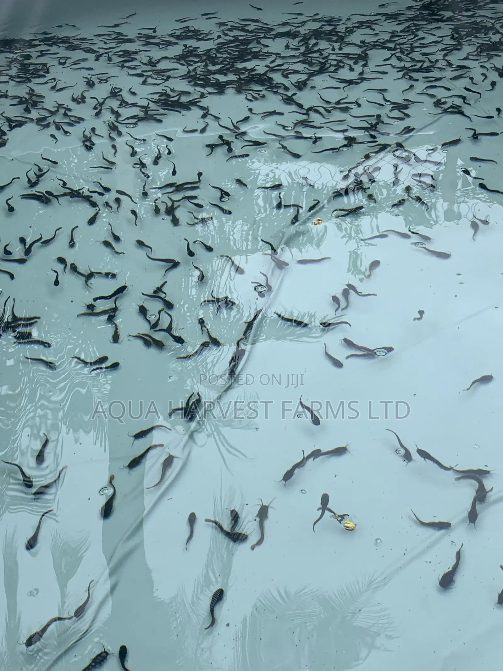 Catfish Fingerlings