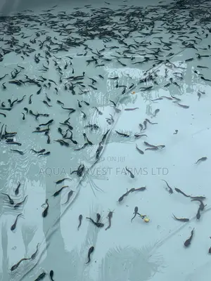 Catfish Fingerlings