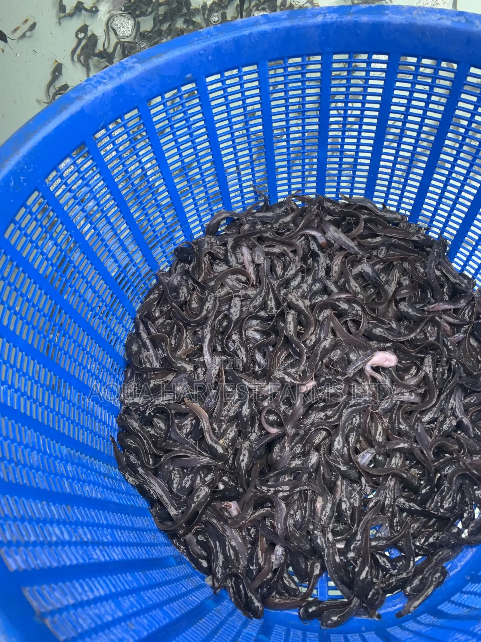 Catfish Fingerlings