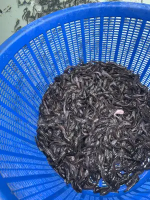 Catfish Fingerlings