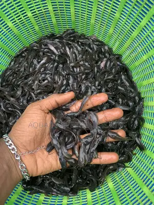 Catfish Fingerlings