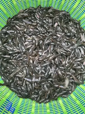 Catfish Fingerlings