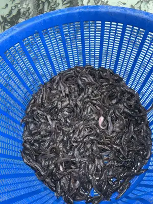 Catfish Fingerlings