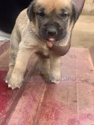 1-3 months Male Mixed Breed Boerboel