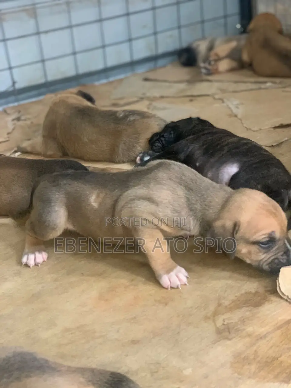 1-3 months Male Mixed Breed Boerboel