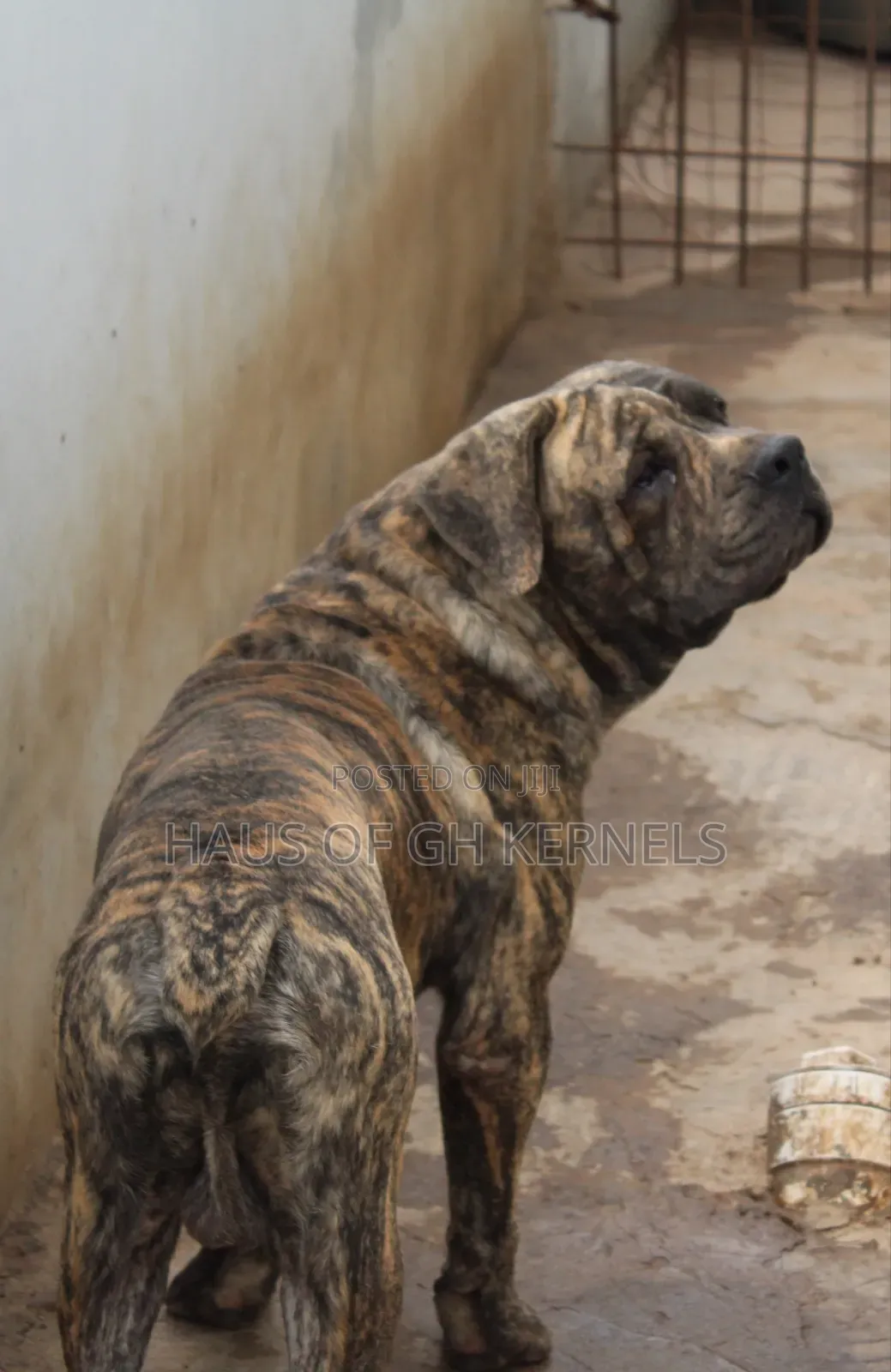 1+ year Male Purebred Boerboel