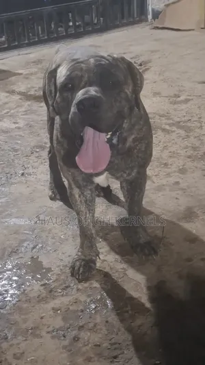 1+ year Male Purebred Boerboel