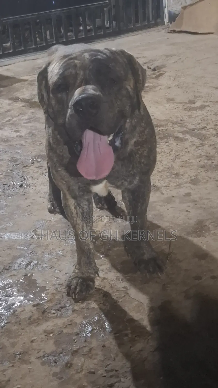 1+ year Male Purebred Boerboel