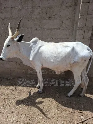 I Have Both Young and Old Cows for Affordable Price