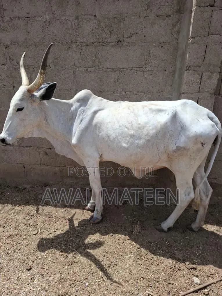 I Have Both Young and Old Cows for Affordable Price