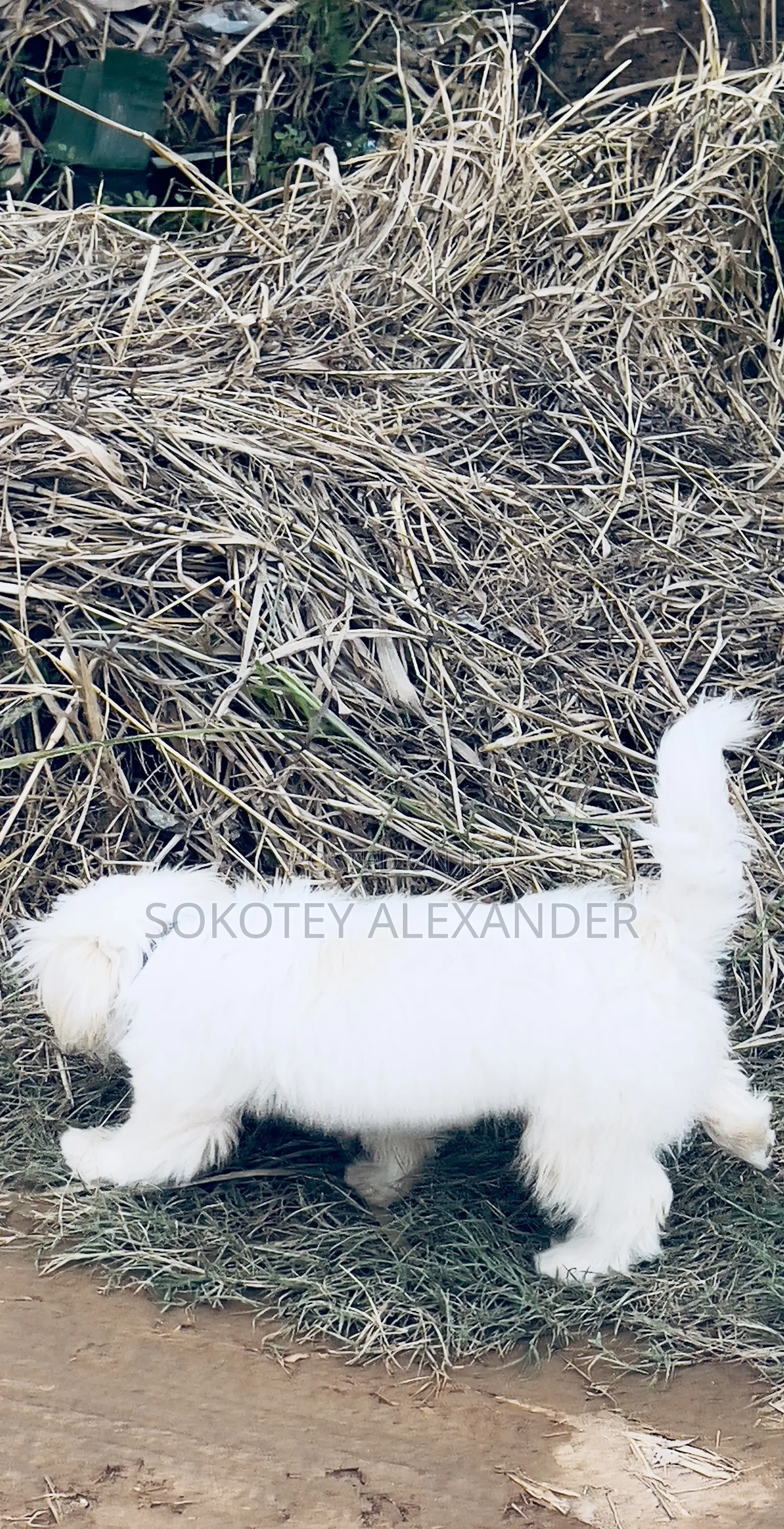 3-6 months Male Purebred Poodle
