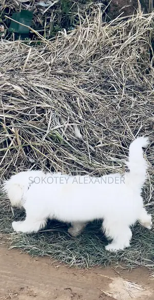 3-6 months Male Purebred Poodle