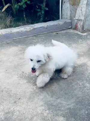 3-6 months Male Purebred Poodle
