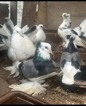 Indian Fantail and Lahore Pigeons