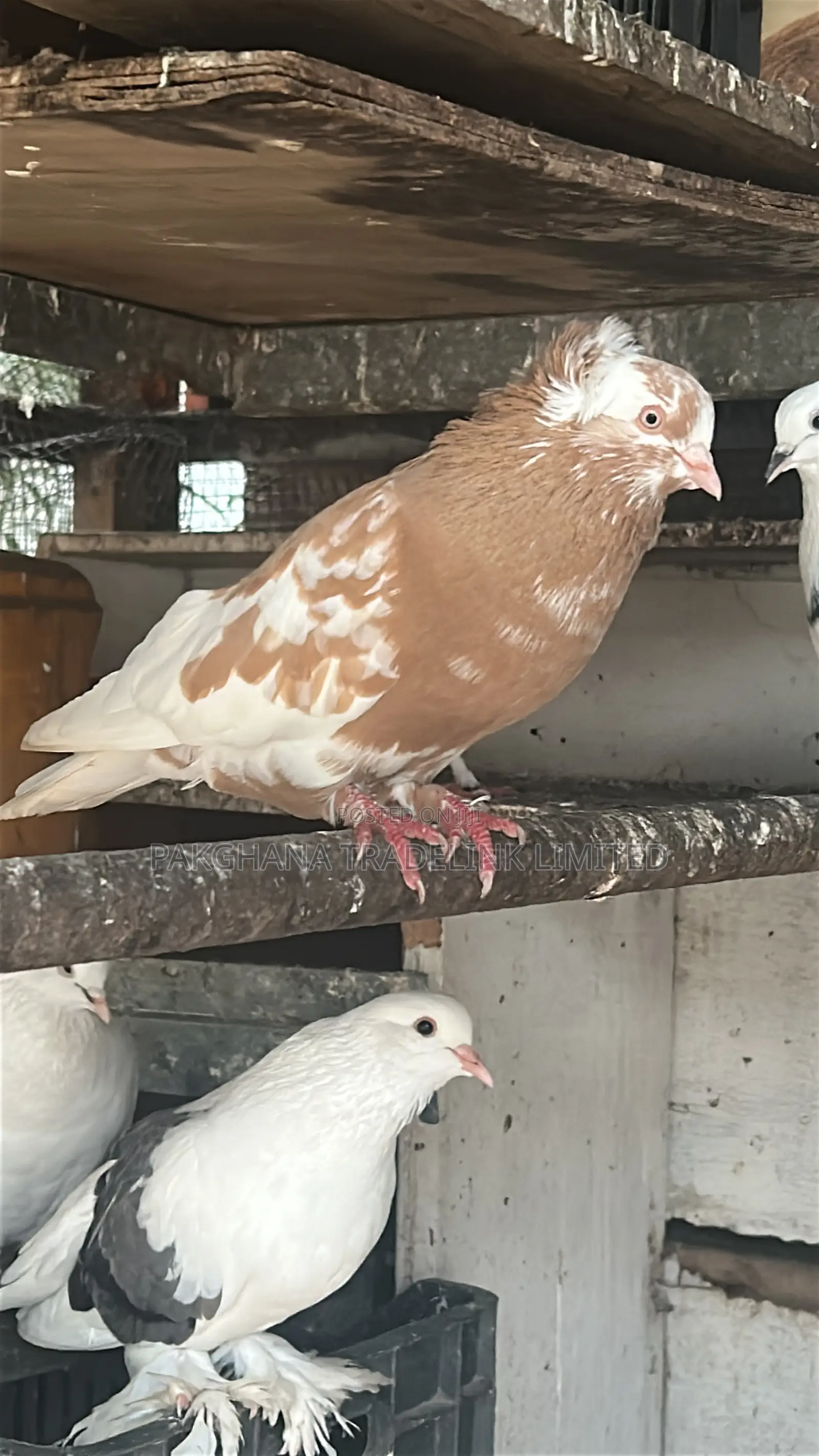 Indian Fantail and Lahore Pigeons