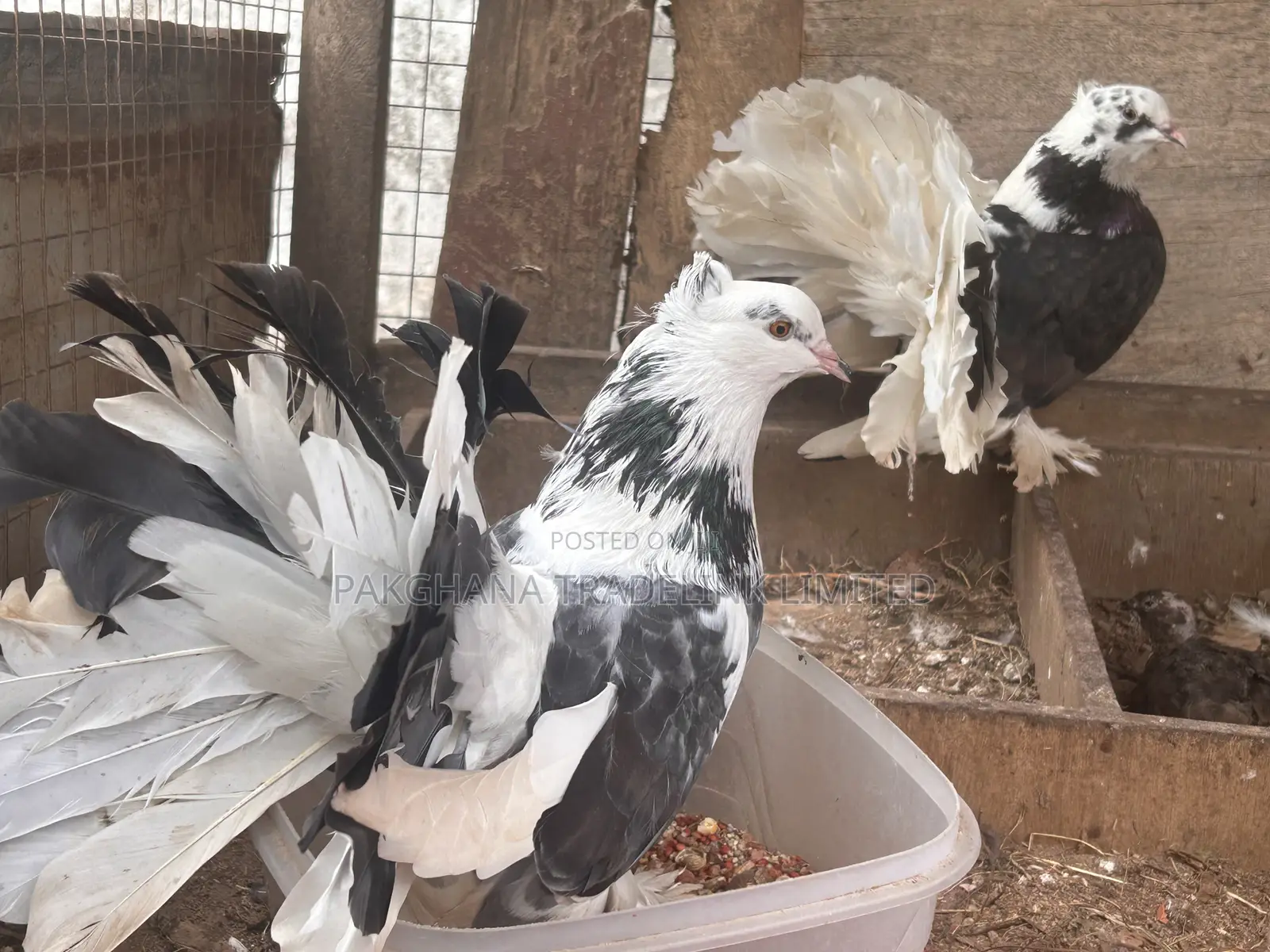 Indian Fantail and Lahore Pigeons