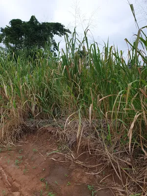 Plot of Land
