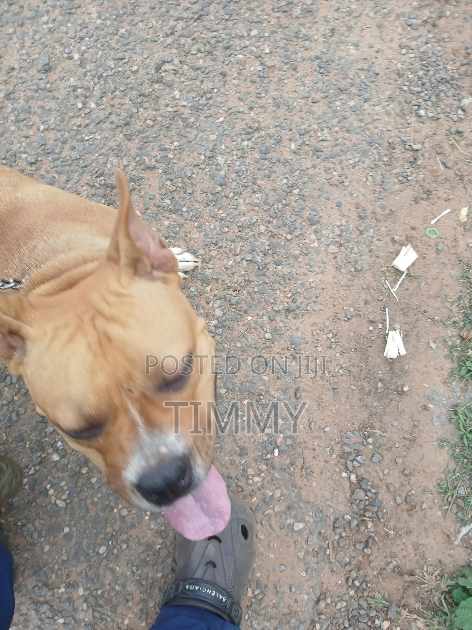 6-12 months Female Purebred American Pit Bull Terrier