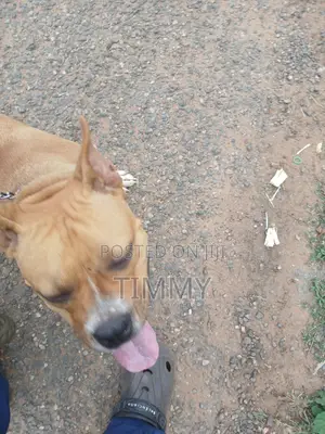 6-12 months Female Purebred American Pit Bull Terrier