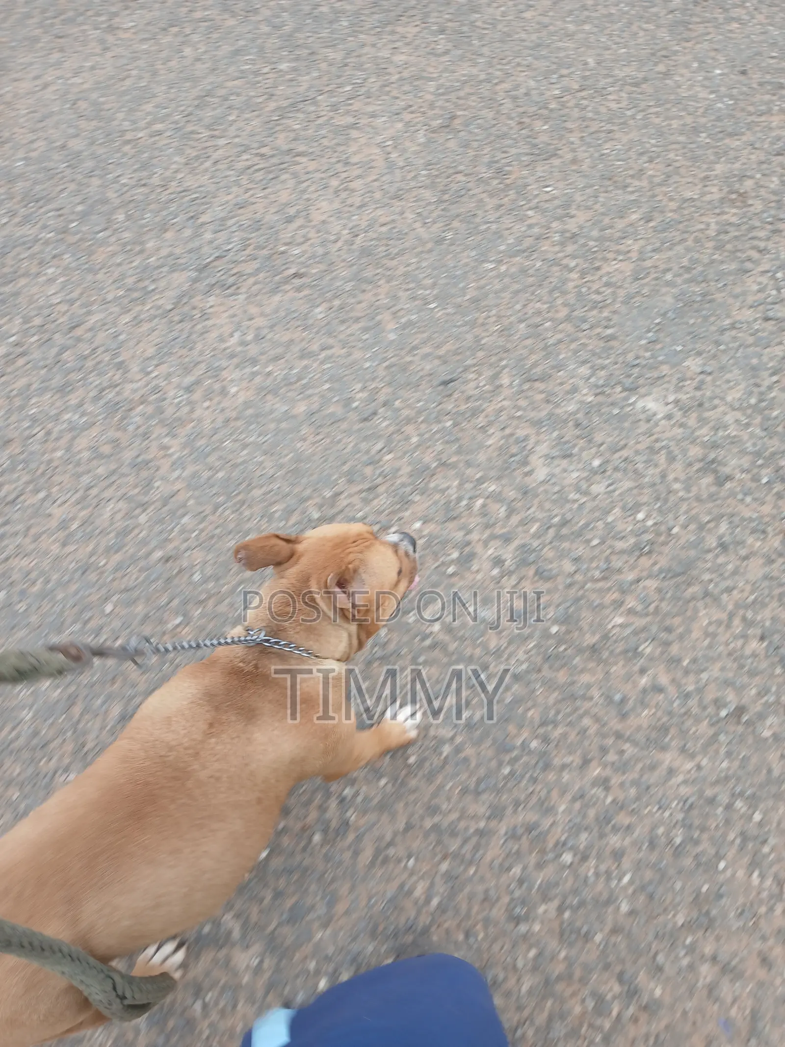 6-12 months Female Purebred American Pit Bull Terrier