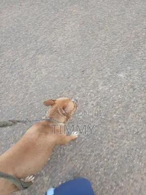 6-12 months Female Purebred American Pit Bull Terrier