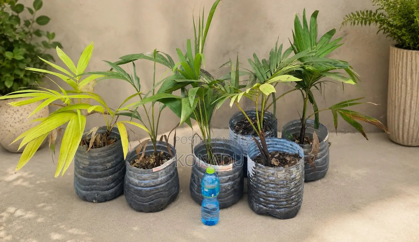 The Majestic Royal Palm Tree (Juveniles)