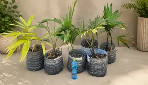The Majestic Royal Palm Tree (Juveniles)