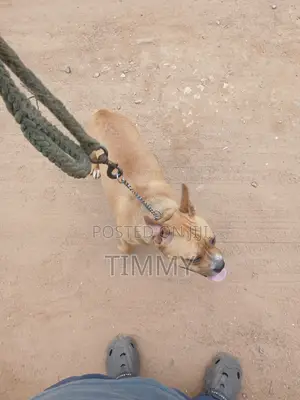 6-12 months Female Purebred American Pit Bull Terrier