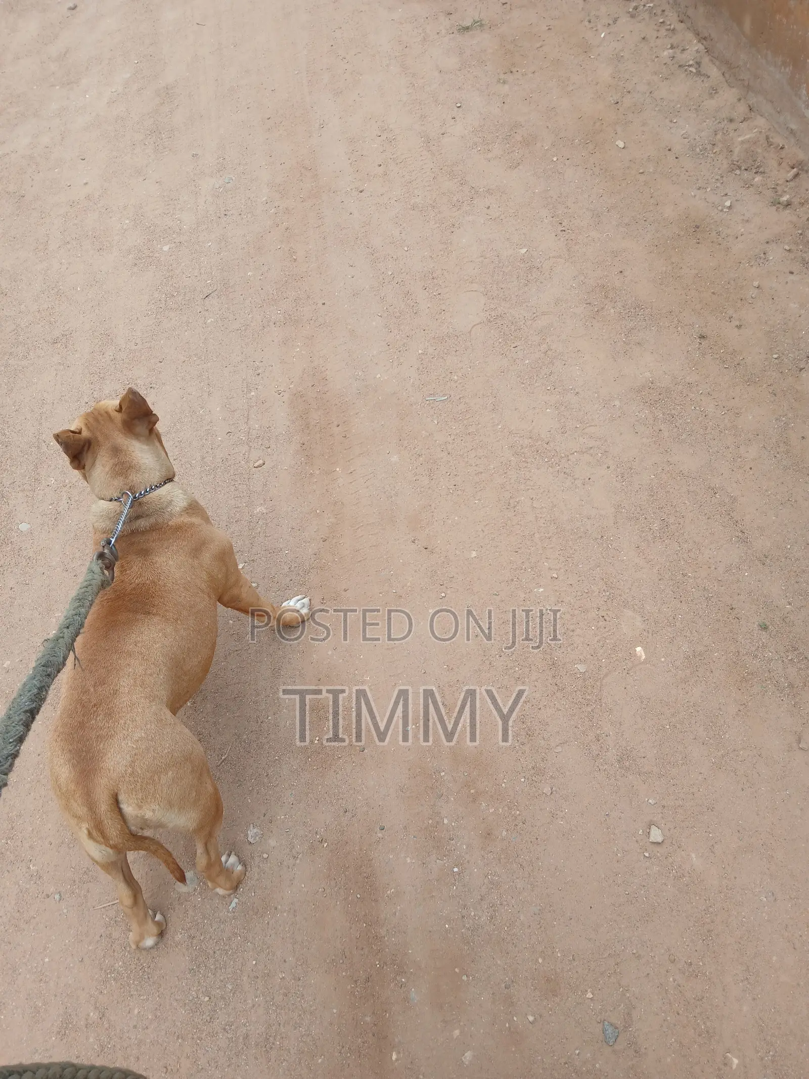 6-12 months Female Purebred American Pit Bull Terrier