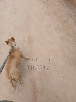 6-12 months Female Purebred American Pit Bull Terrier
