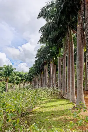 The Majestic Royal Palm Tree (Juveniles)
