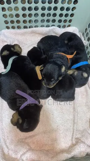 1-3 months Male Purebred Rottweiler