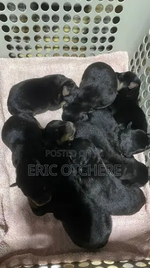 1-3 months Male Purebred Rottweiler