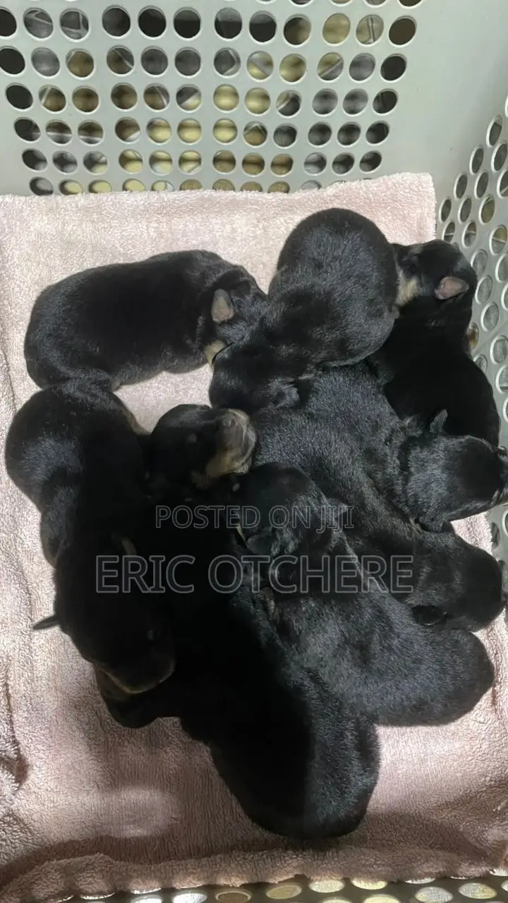 1-3 months Male Purebred Rottweiler