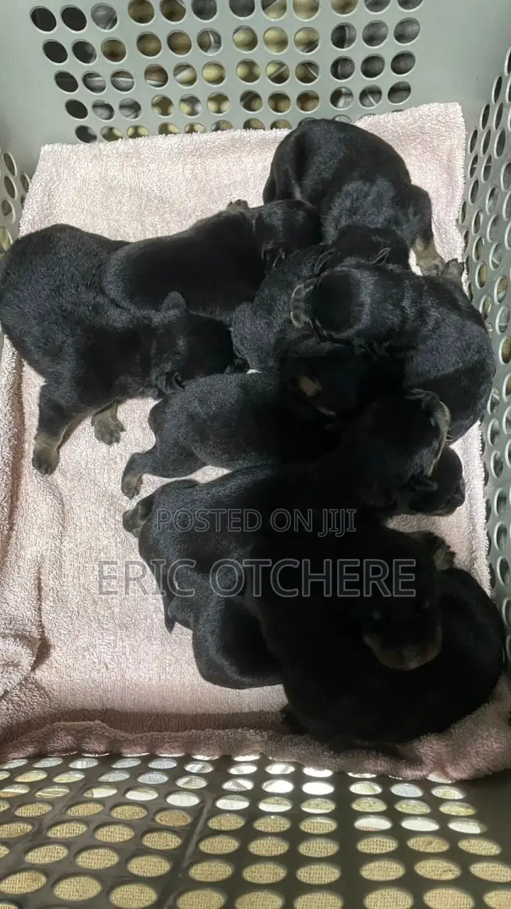 1-3 months Male Purebred Rottweiler