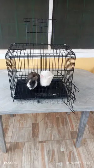 Rabbit in Cages for Sale