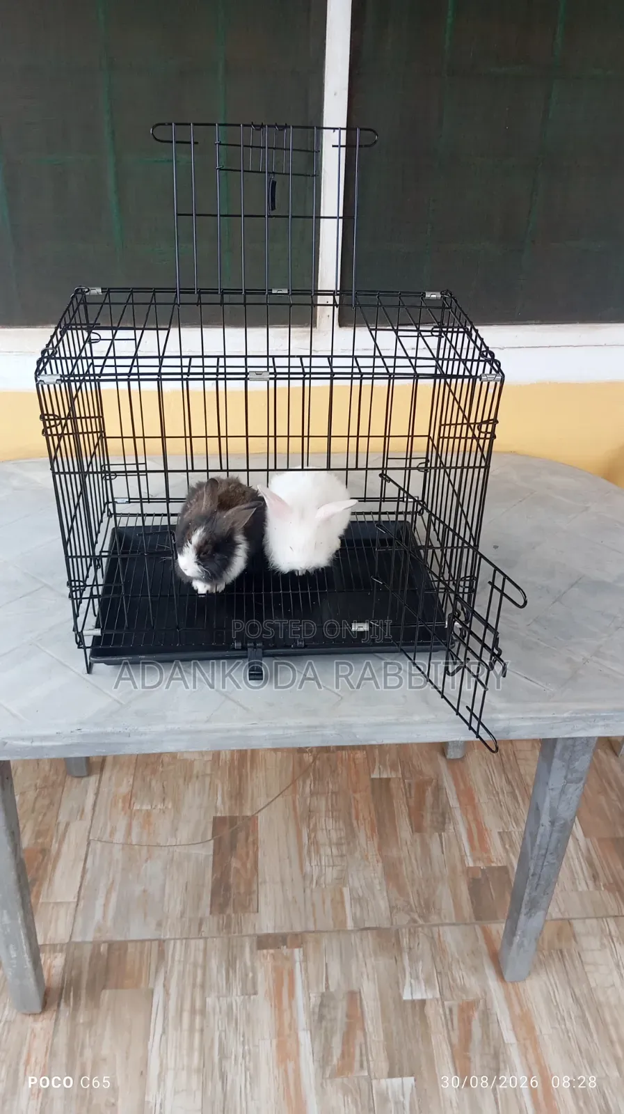 Rabbit in Cages for Sale