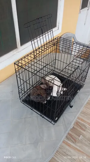 Rabbit in Cages for Sale